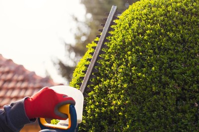 Pruning in Dover Plains, New York